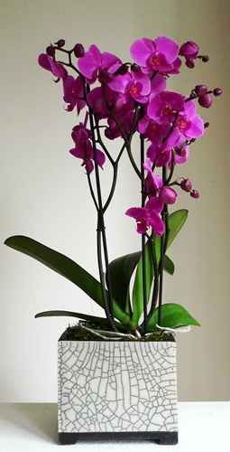 Orchideen im Topf